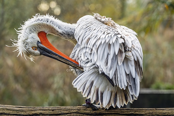 Pelican grooming
