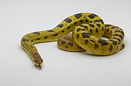 Mexican Bullsnake