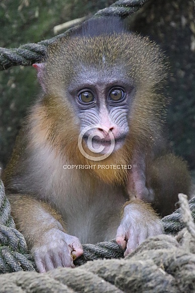 Baby Mandril Baby Mandril