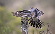 Cuckoo