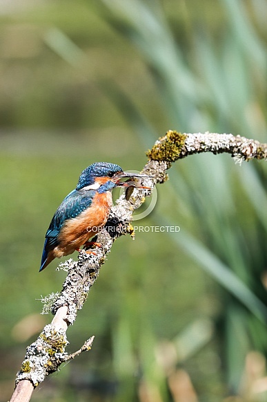 European Kingfisher