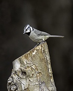 A Bridled Titmouse in Arizona