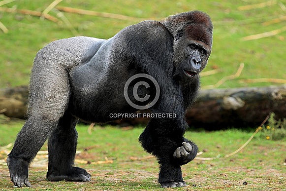 Western lowland Gorilla Western lowland Gorilla