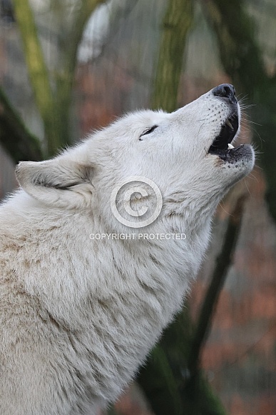 Hudsonbay wolf
