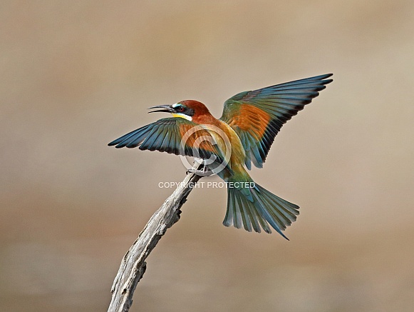 Bee-eater Bee-eater