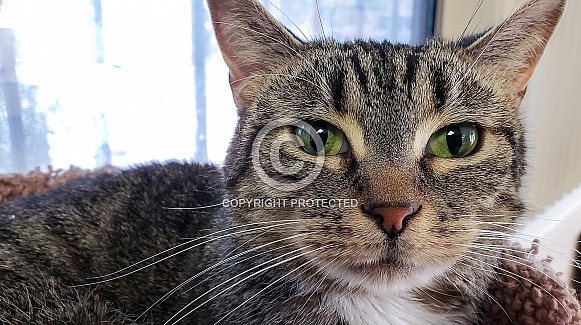 Brown Tabby Cat