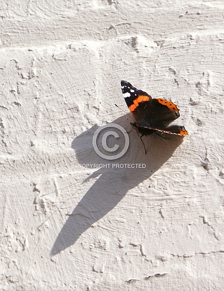 Red Admiral butterfly