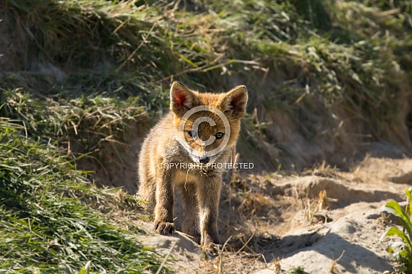 Red fox cub/cubs in nature