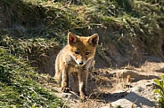 Red fox cub/cubs in nature