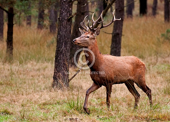 Red Deer