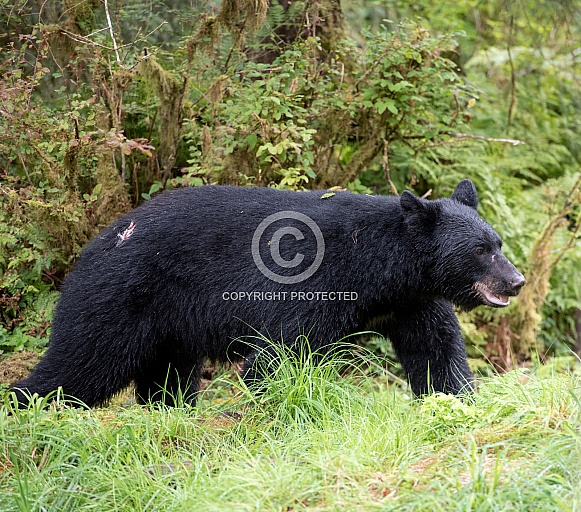 Black Bear (wild)