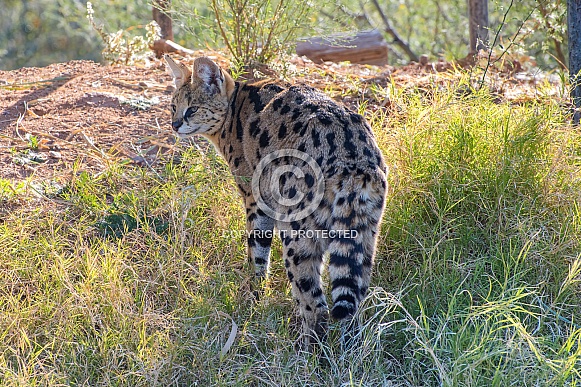 Serval at Sunrise