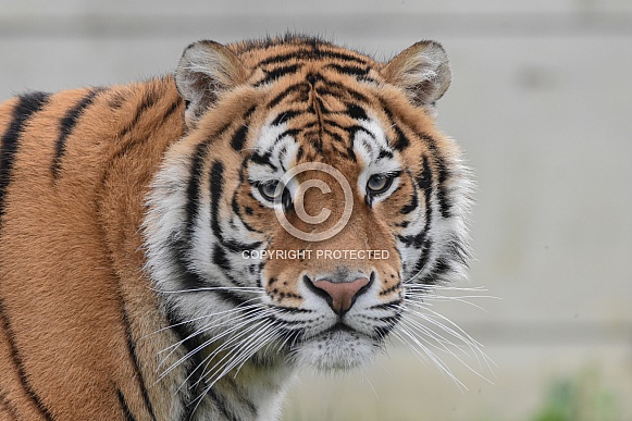 Bengal Tiger