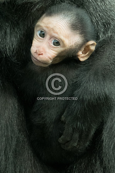 Sulawesi Crested Macaque