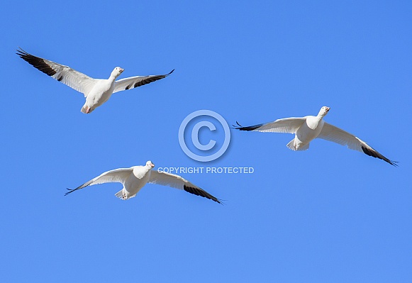 Migrating snow geese in the sky Migrating snow geese in the sky