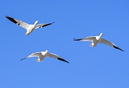 Migrating snow geese in the sky