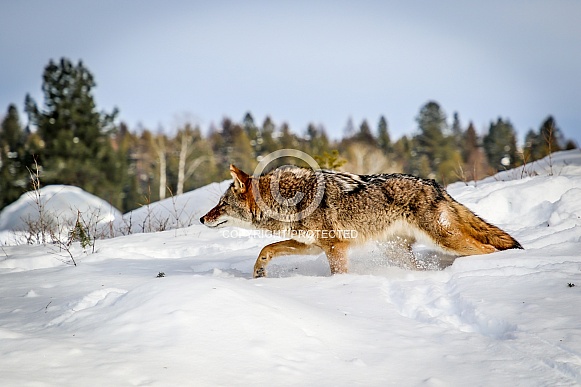 Coyote in winter snow