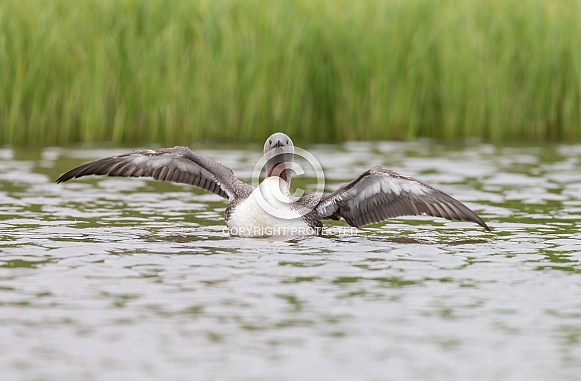 The red-throated loon (North America) or red-throated diver (Britain and Ireland) The red-throated loon (North America) or red-throated diver (Britain and Ireland)