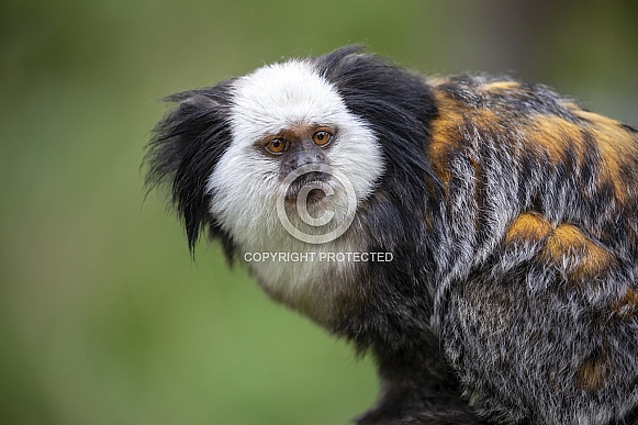 White-headed marmoset (Callithrix geoffroyi) White-headed marmoset (Callithrix geoffroyi)