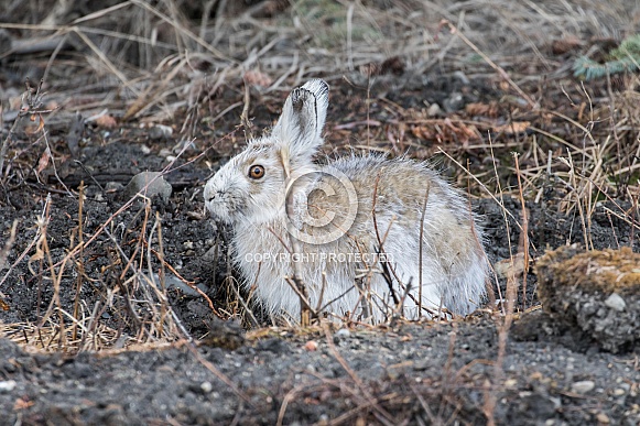 Snowshoe Hare in Alaska