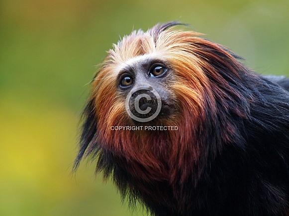 GOLDEN-HEADED LION TAMARIN (LEONTOPITHECUS CHRYSOMELAS) GOLDEN-HEADED LION TAMARIN (LEONTOPITHECUS CHRYSOMELAS)