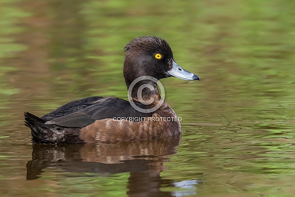 Tufted Duck