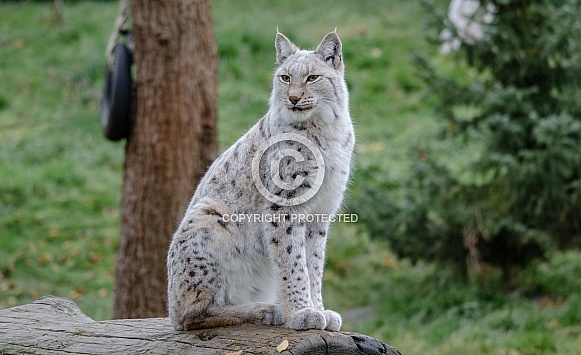 white Lynx white Lynx