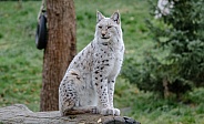 white Lynx