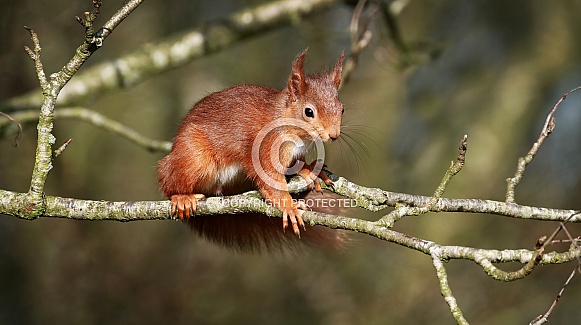 Red Squirrel