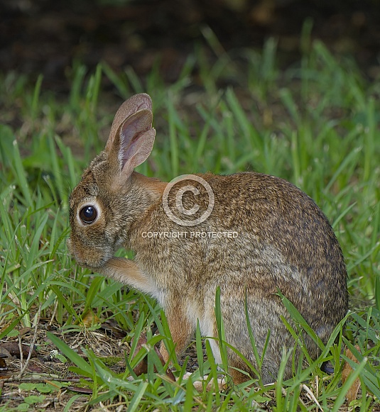 Marsh Rabbit