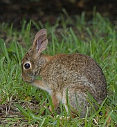 Marsh Rabbit