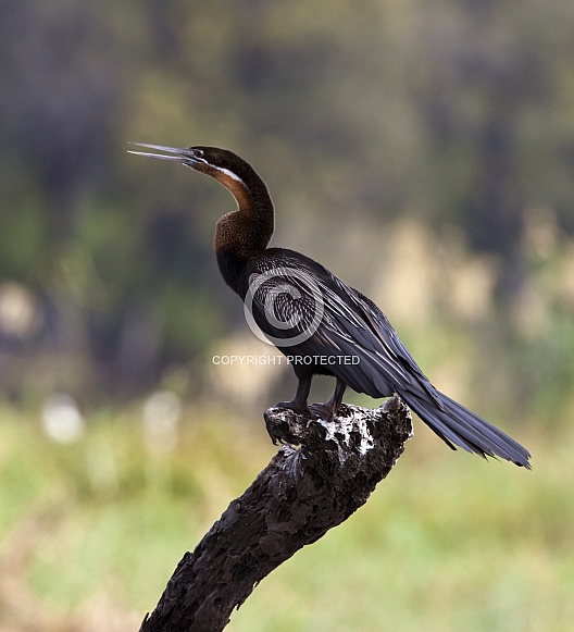 African Darter - Chobe River - Botswana