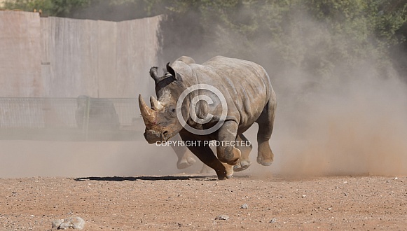 Indian White Rhino Indian White Rhino