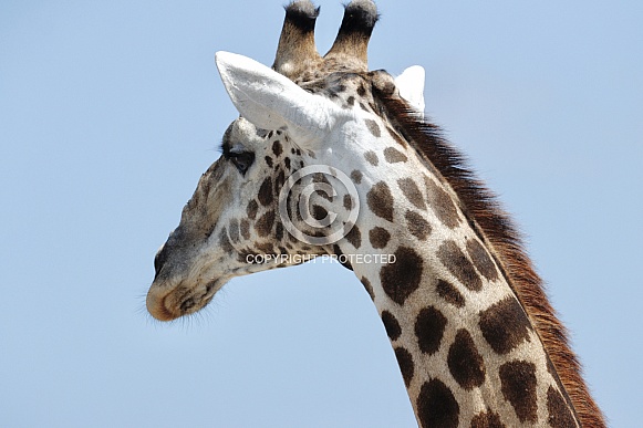 Giraffe Giraffe
