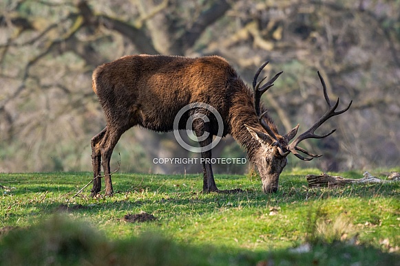 Red deer