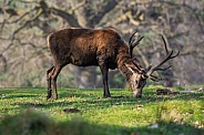 Red deer