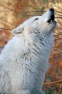 Howling white wolf (Canis lupus hudsonicus)
