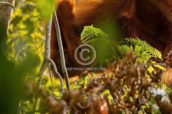 Sumatran orangutan in the nature habitat