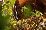 Sumatran orangutan in the nature habitat