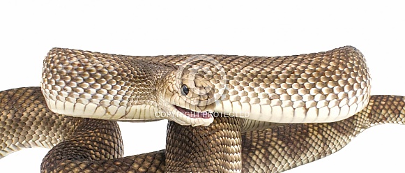 Wild Florida Pine Snake - Pituophis melanoleucus mugitus - Defensive posture head up while hissing with mouth open isolated on white background close up face view Wild Florida Pine Snake - Pituophis melanoleucus mugitus - Defensive posture head up while hissing with mouth open isolated on white background close up face view