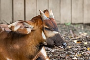 Bongo Antelope