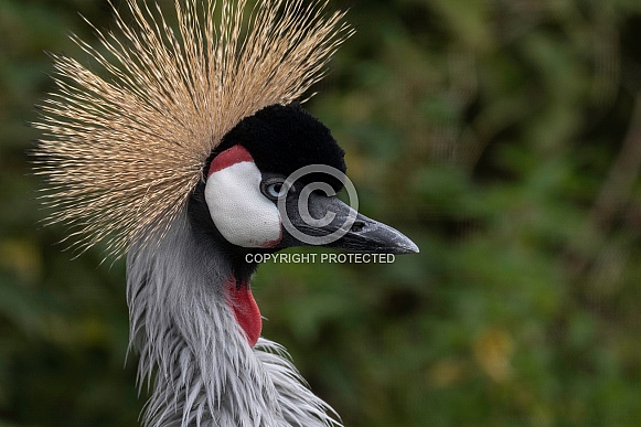 African Crowned Crane Side Profile