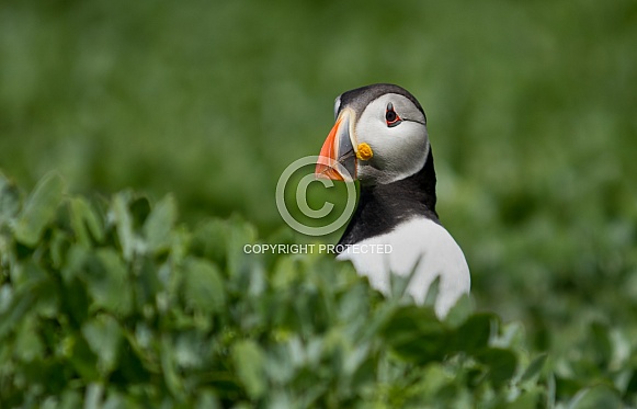 Puffin the birds from the arctic.