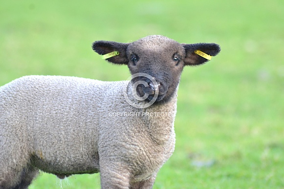 Hampshire Down Sheep