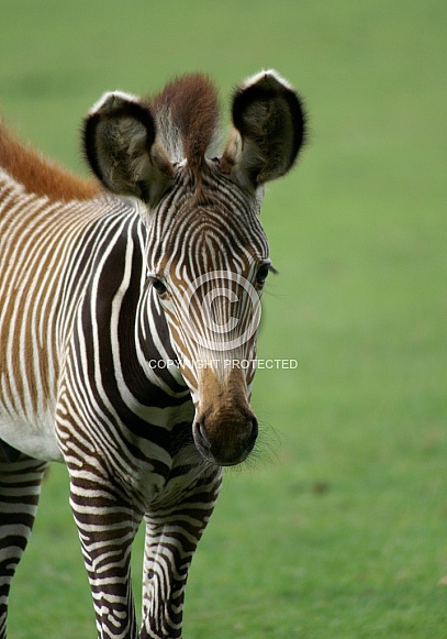 Zebra Foal
