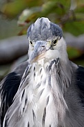 Grey Heron (ardea cinerea)