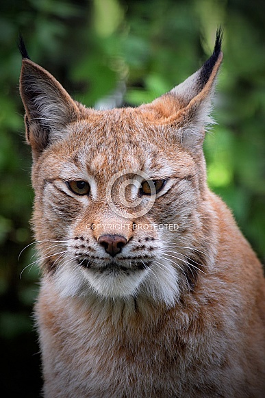 Eurasian Lynx Eurasian Lynx