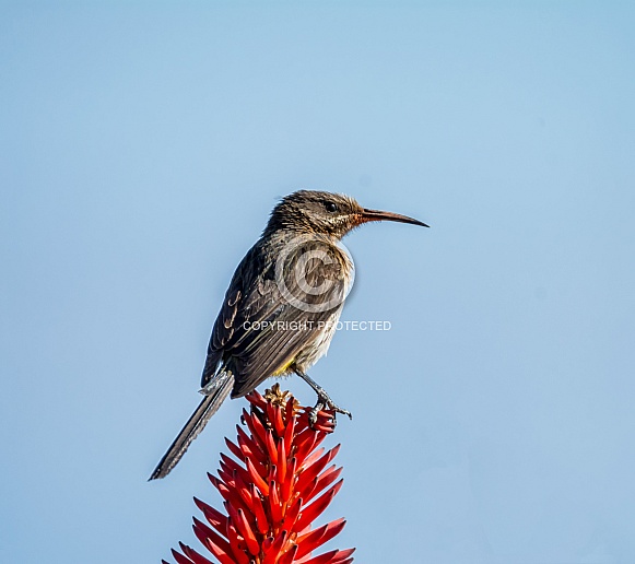 Female Cape Sugarbird