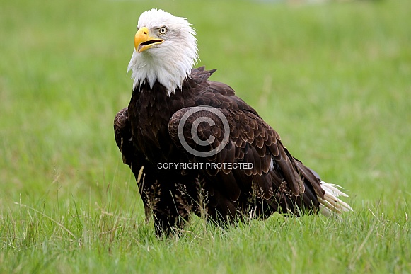 Bald Eagle