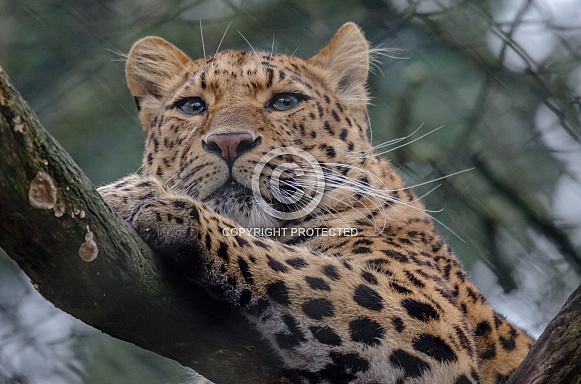 Leopard